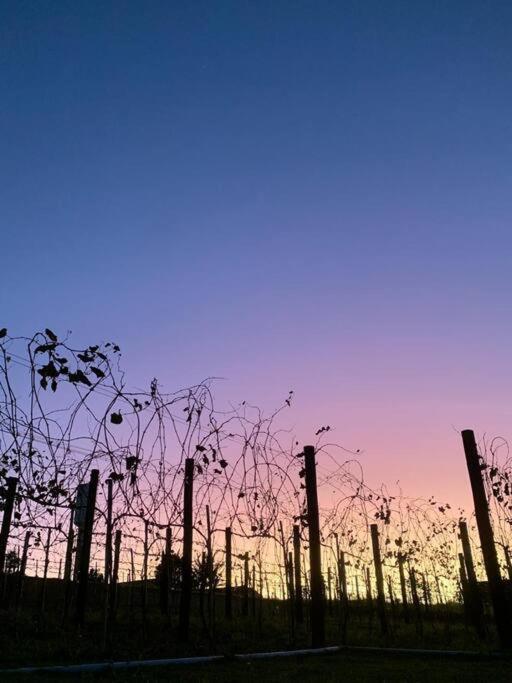 Dos Vinhos Sao Roque (Sao Paulo)